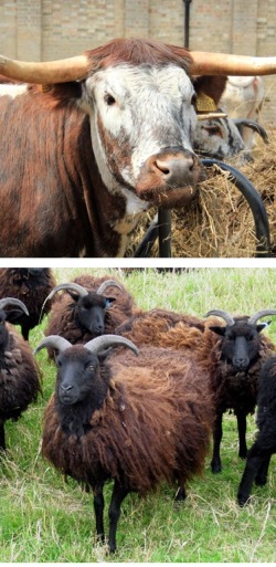 Rare breed cattle and sheep